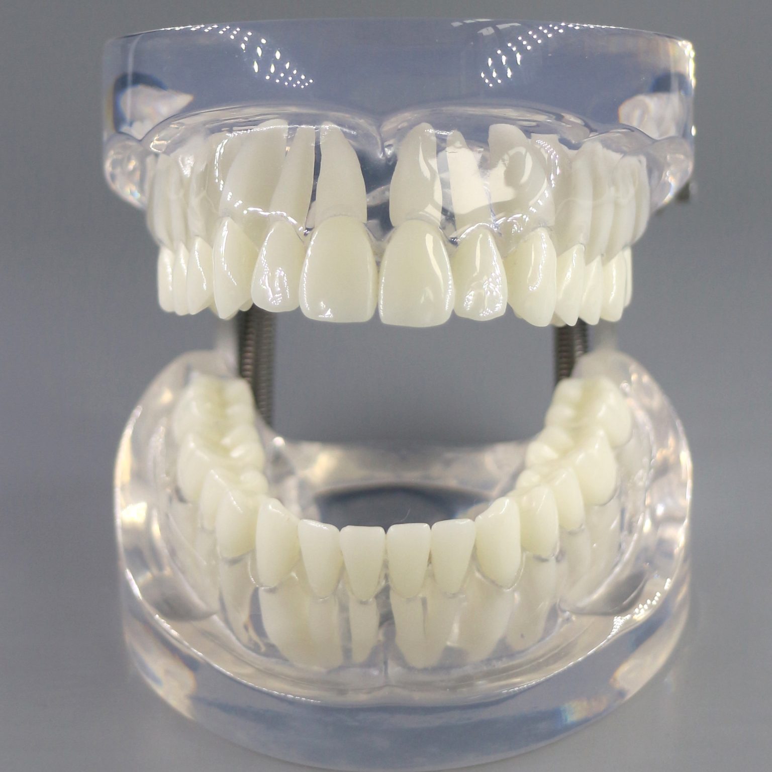 Orthodontic training Typodont – Jojenmodel-dental model teeth,dental ...