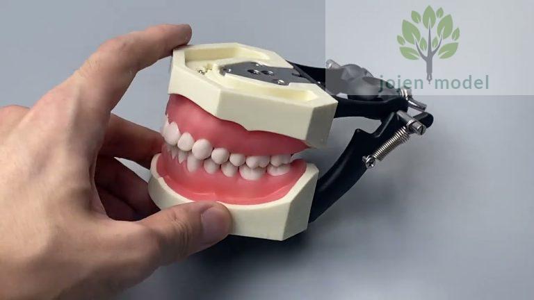 dental implants model wholesale Chinese, Veterinary Dental Models，china manufactory，china supplier.