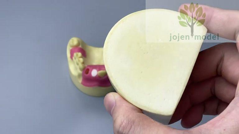 dental implants model custom order,Drilling Practice Model-jaw,implant model bone, suppliers.