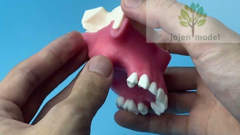 Anatomically Shaped Bone Mandible for Implant Placement Practice,supplier