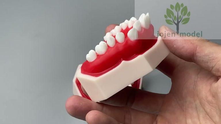 Orthodontic wax model,Denture model Wax Typodonts,Typodont Occluder,dental teeth training models.