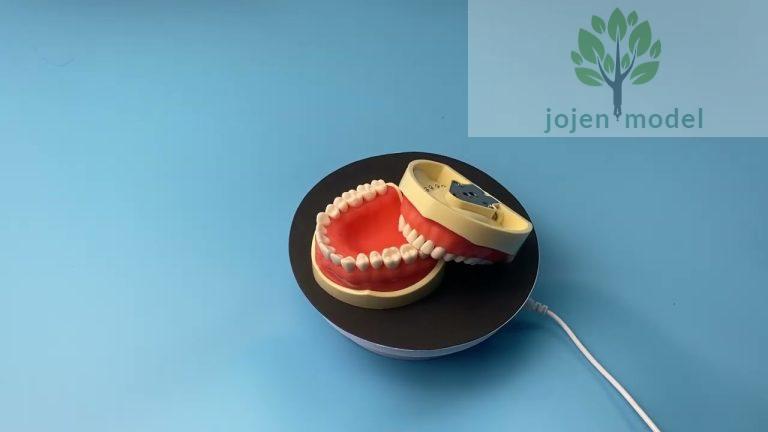 Dental study model, Dental Teaching Model, Oral surgery Model,Dental study model china manufacturer.