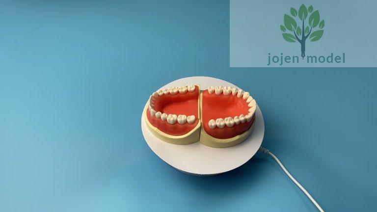 dental models, articulated model dental, dental education models,Implant Practice Model custom order