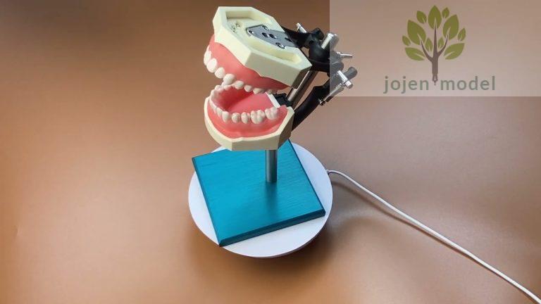 Dental Typodont custom order, Typodont Tooth Model maker Chinese,Dental 200 Series price,