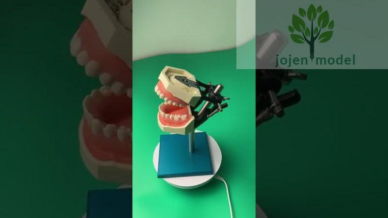 Dental study model Factory China, Dental Teaching Model lowest, Dental Teaching Model Best,