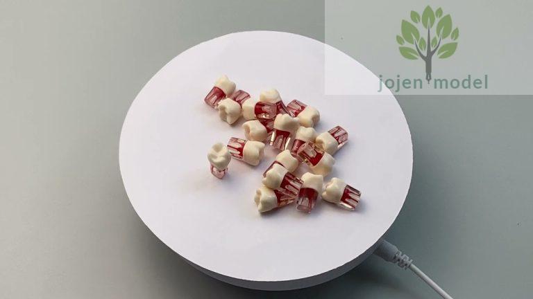 endodontics model vendor Chinese,Endodontic Teeth Models Cheap,endodontics model Customization.