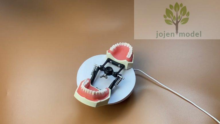 Typodont Tooth Model customize, dental models cheapest, Dental Typodont Factory China,manufacture.