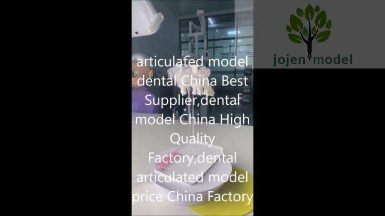 articulated model dental China Best Supplier,dental model China High Quality Factory,China Factory,