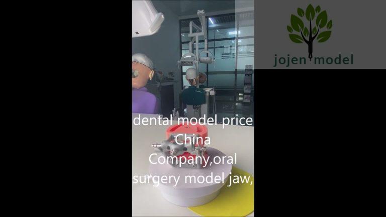 dental teaching models China High Quality Manufacturer,dental model price China Company,