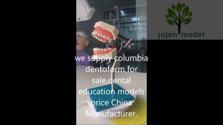 columbia dentoform for sale,dental education models price China Manufacturer,dental school models.