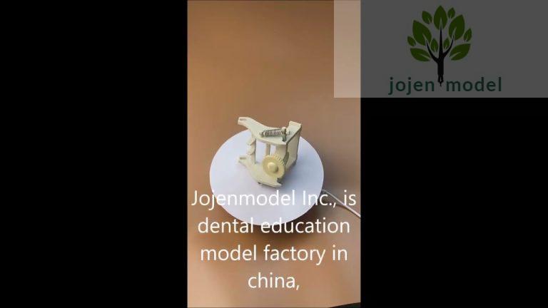 dental teaching models Supplier China, dental teaching models Custom Made, dental teaching models.