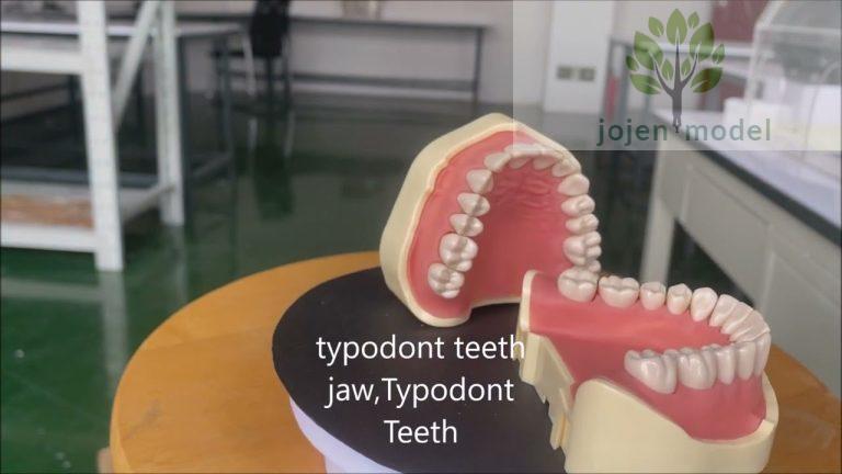 typodont teeth jaw Supplier,typodont teeth jaw China Best Factory,Typodont Teeth China Best Factory,