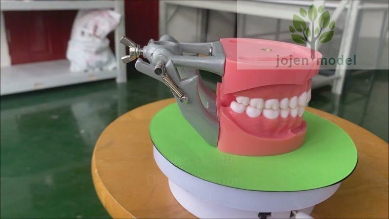 Demo dental practice models,Demo Dental Demonstration Models,Dental Teaching Model China Best Supply