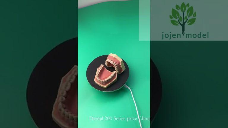 Dental 200 Series price China Company,Typodont Model China High Quality Supplier,dental demo models.