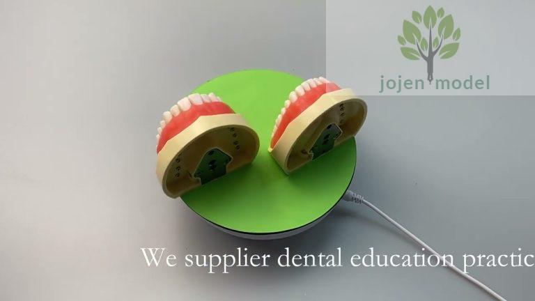 dental model with removable teeth China High Quality Supplier,Typodont Tooth Model China Factory,