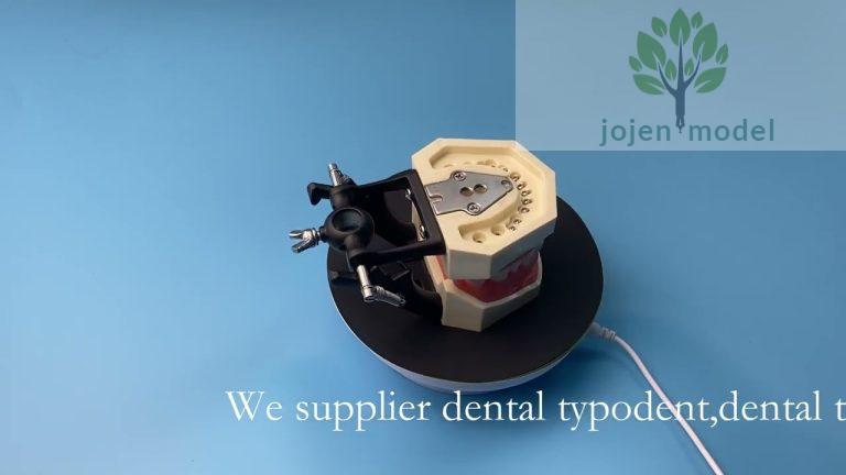 Dental Demonstration Models price China Supplier,dental technician teeth model,Demo teeth models