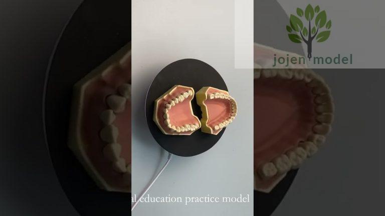 teeth models for education China Best Factory,dental articulated model China Best Factory,