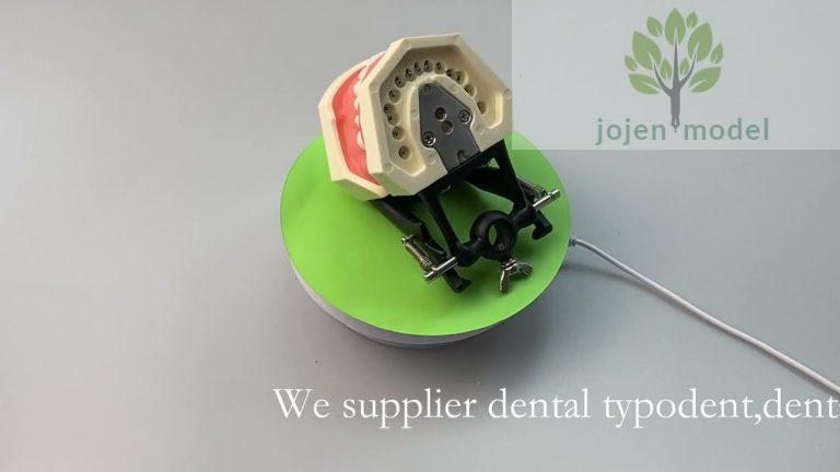 dental demo models price China Factory,dental model with removable teeth,dental school typodont,