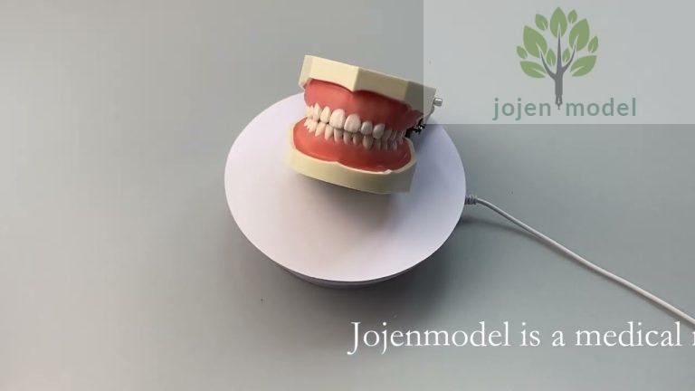 dental models price China Supplier,dental model price China Supplier,Replacement teeth model China.