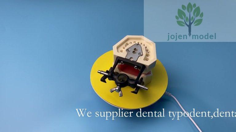 How to use teeth models for teaching,dental teeth study model price China Supplier,China customize,