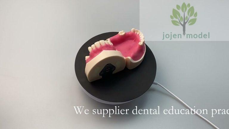 dental model China Best Company,Demo dental models,dental teeth model price China Supplier,