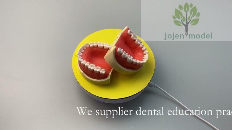 dental education models China High Quality Factory,Typodont Tooth Model price China Company,