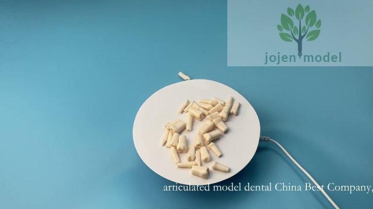 articulated model dental China Best Company,dental education models price China Supplier,