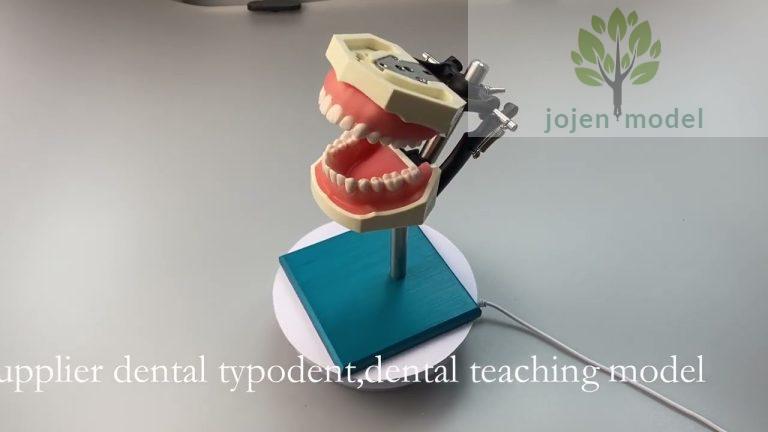 typodont teeth jaw China High Quality Factory,dental teeth model China High Quality Manufacturer,