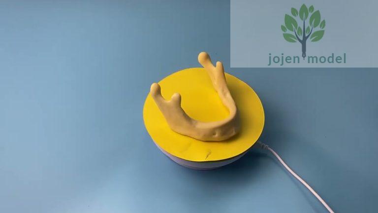 Tooth extraction model Cheap,dental education model Chinese customize,bridge dental models Chinese