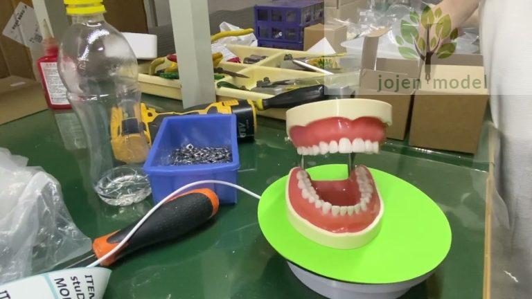 Typodont Orthodontic Cheap Company Chinese,Dental Perio Educational Model,models Chinese customize,