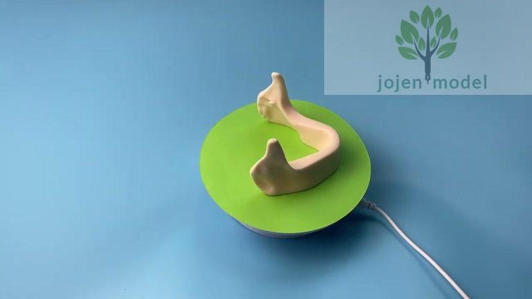 Typodont Orthodontic Cheap Chinese,implant model exocad,Root Canal Model price Supplier Chinese