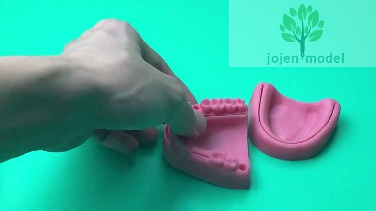 demo video,Replacement teeth model Chinese customize,cat jaw bone and teeth,Veterinary Dental Models