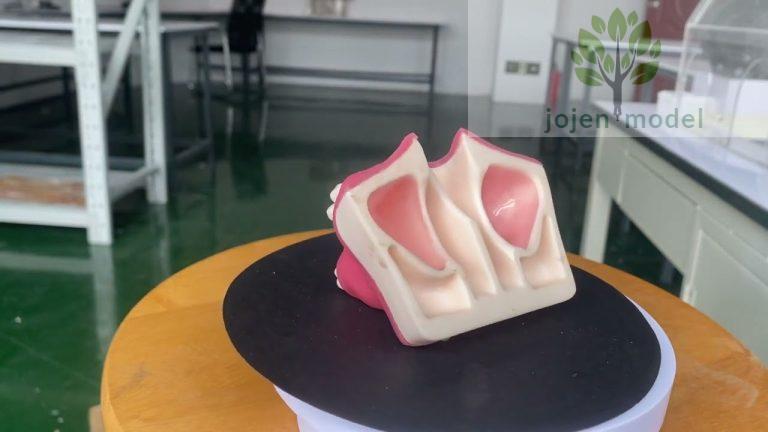 Veterinary Dental Models,implant model study Factory Chinese,Implant Practice Jaw Model Chinese,