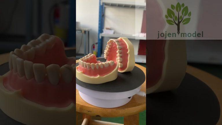 Demo Implant Practice Jaw Model Chinese customize,Dental bridge model Cheap Company Chinese