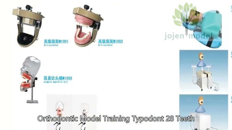 look at our Implant Model China Best Company,Demo Dental implant models,Demo implant model bone