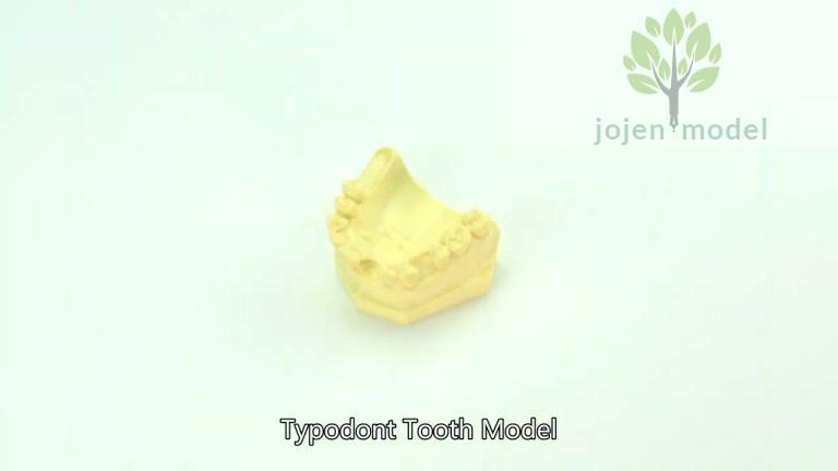 Demo Implant Practice Jaw Model China Best Factory,dental implant 3d model China customize,