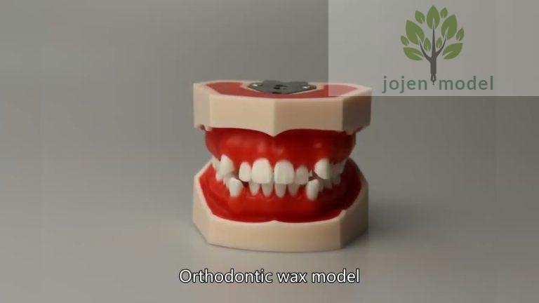 Demo dental implant 3d model,Dental Implant Model customize price China Manufacturer,