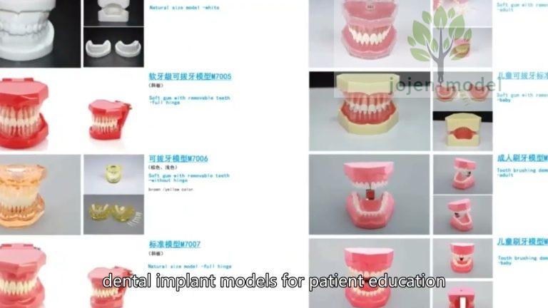 Demo our dental demo models China Best Factory,Typodont Model China High Quality Factory.