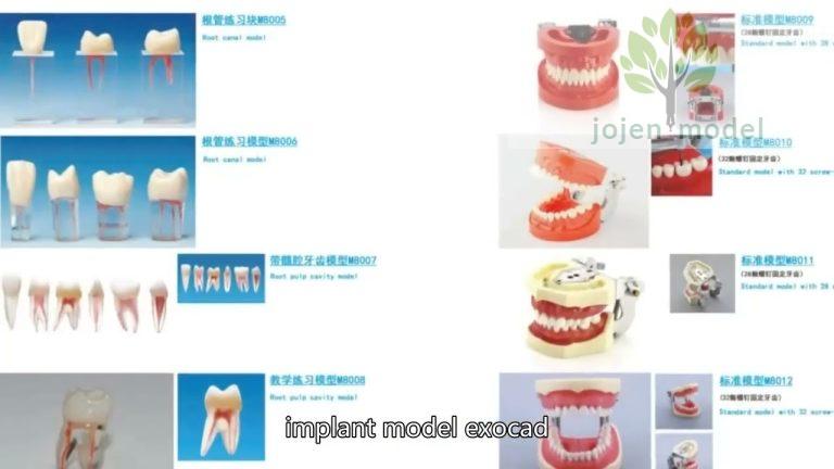 Demo Dental Demonstration Models China High Quality Manufacturer,dental teeth model.