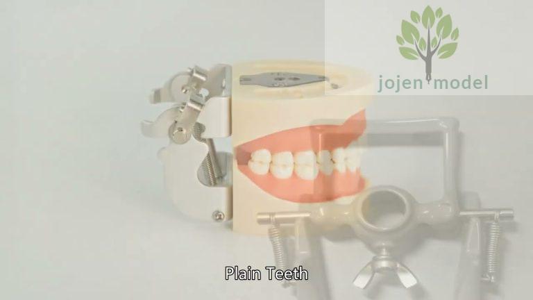 Preparation Replacement Teeth China Best Company,Dental Teaching Model China Best Manufacturer,