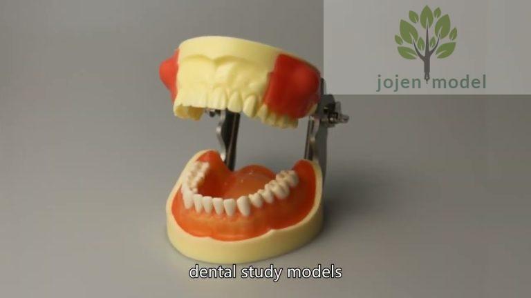 dental practice,dental teeth model China Best Supplier,Preparation Replacement Teeth China customize