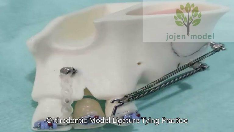 articulated model dental China customize,Preparation Replacement Teeth China Best Manufacturer,