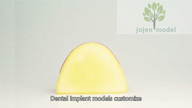 dental demo models price China Company,dental practice models China High Quality Supplier