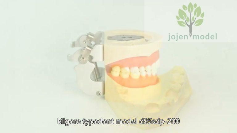 dental teaching model suppliers,nissin typodont model,Replacement teeth model price China Supplier,