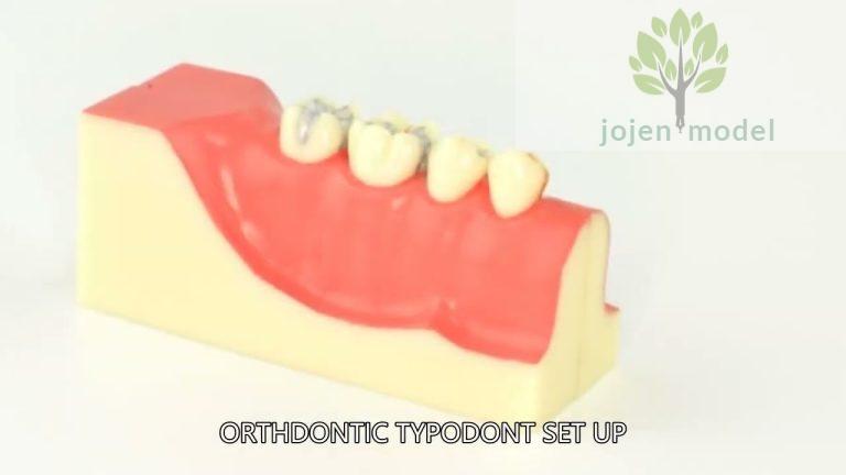 dental school typodont teeth,Typodont Model China Best Factory,dental care teeth model,