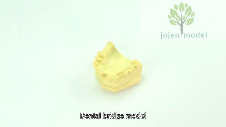 dental education model China High Quality Factory,dental models China customize,China Company,