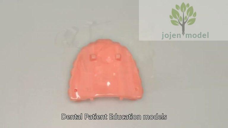 dental teaching models China Best Supplier,paradigm dental demonstration models China Best Supplier,