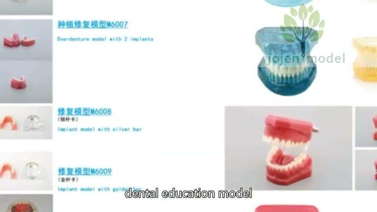 Best Manufacturer,dental demo models China Best Company,dental teeth model price China Factory,