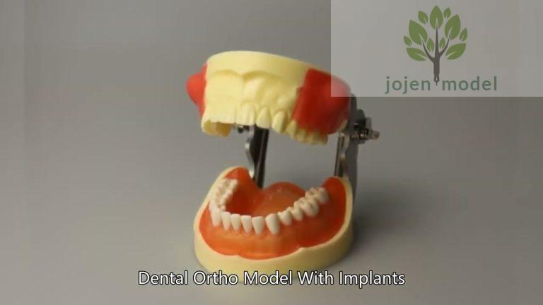 Dental study model price China Supplier,typodont teeth jaw China High Quality Manufacturer