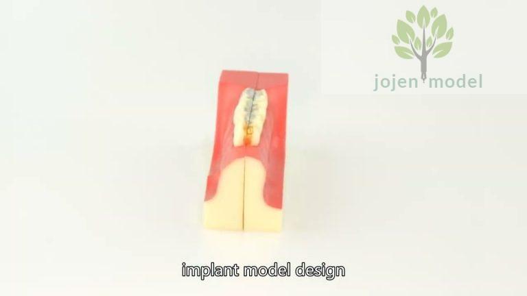 dental education model price China Company,dental model China High Quality Manufacturer,